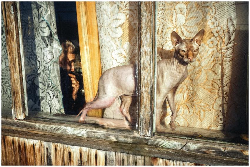 Sphynx cat and elderly person seen through a vinta