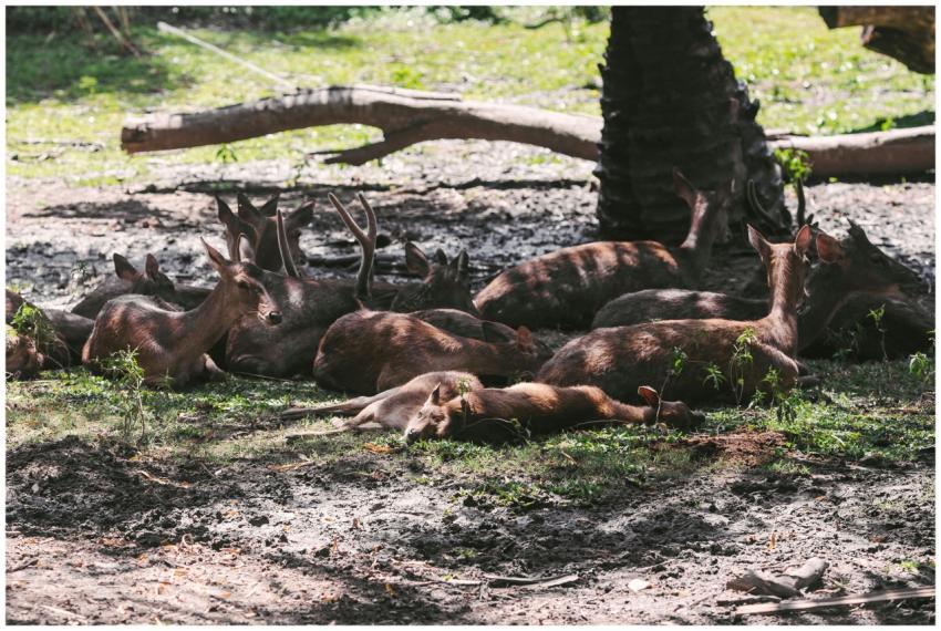 A serene group of deers rests together in a lush,
