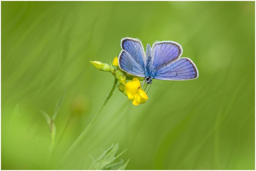 Close-up of a blue butterfly resting on a yellow f