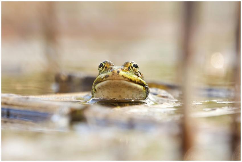 A vibrant frog emerges from a pond in Grand Est, F