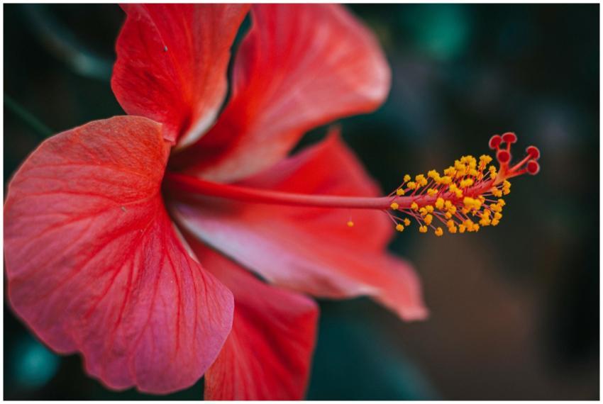 Vibrant macro shot of a red hibiscus flower with p
