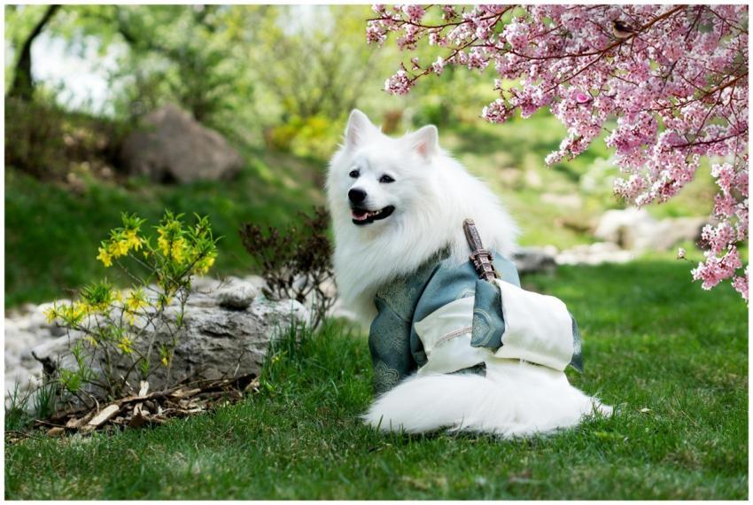 A beautiful Samoyed dog wearing a kimono sits in a