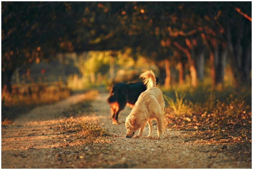 Two dogs wander a sunlit trail in a scenic autumn
