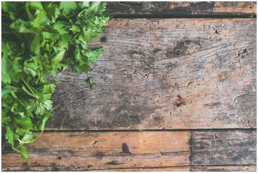 Top view of fresh cilantro leaves on a rustic wood