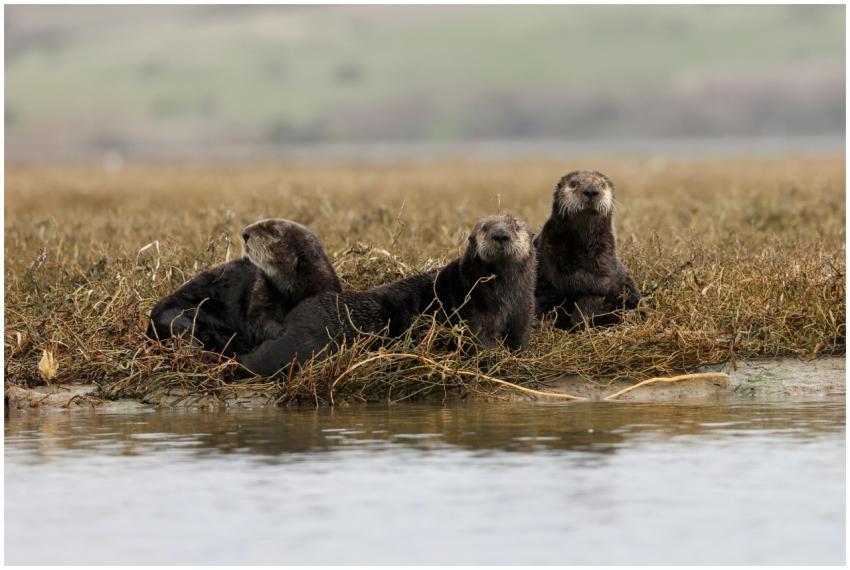 Group of Southern Sea Otters resting in the marshy