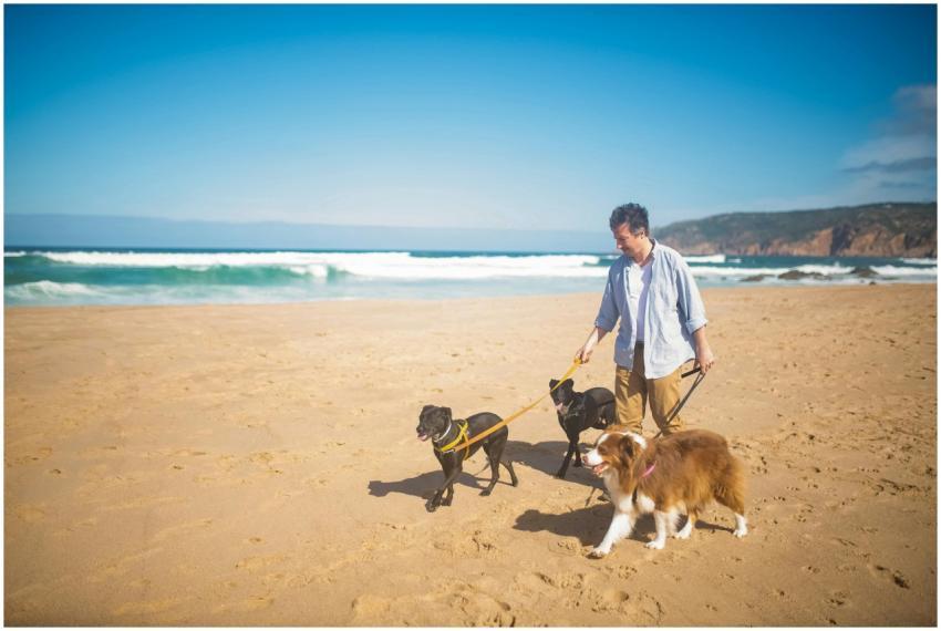 A man walks three dogs along a sunlit beach in Por
