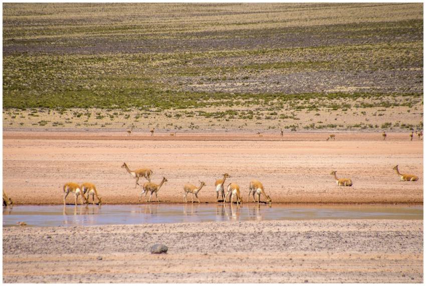 Vicuñas gathered by a water source in a vast savan
