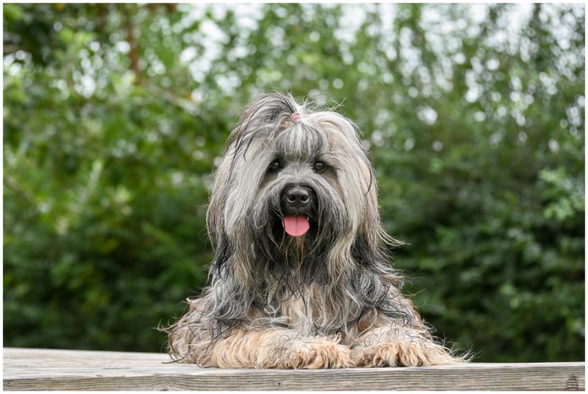 Adorable Shaggy Dog Relaxing