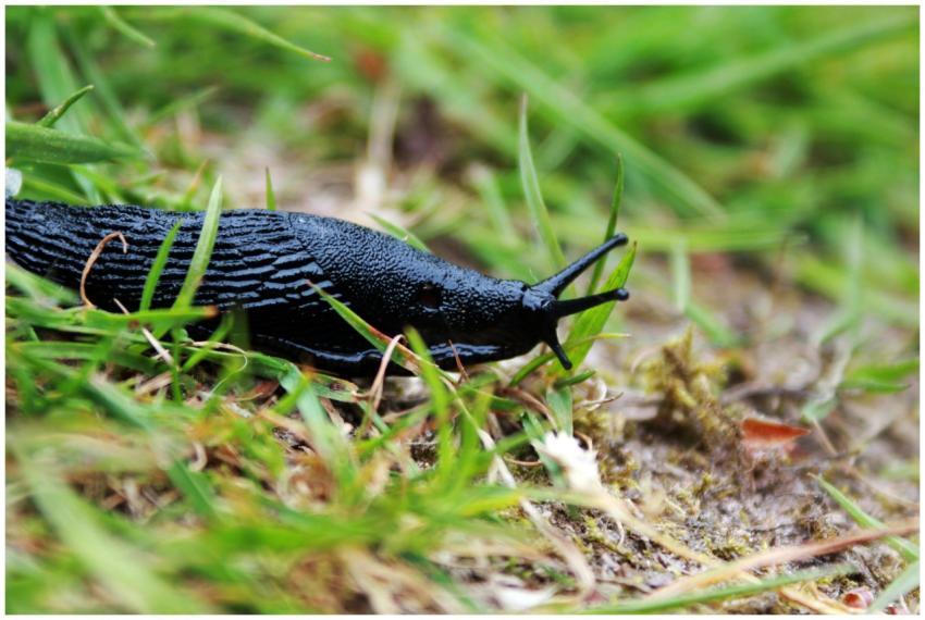Detailed shot of a black slug crawling on grassy g