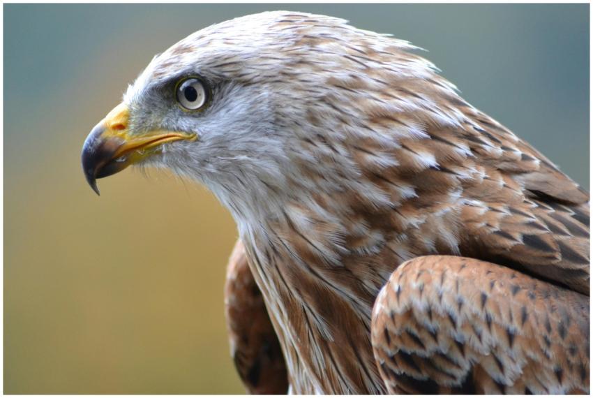 Detailed view of a majestic eagle showcasing its d