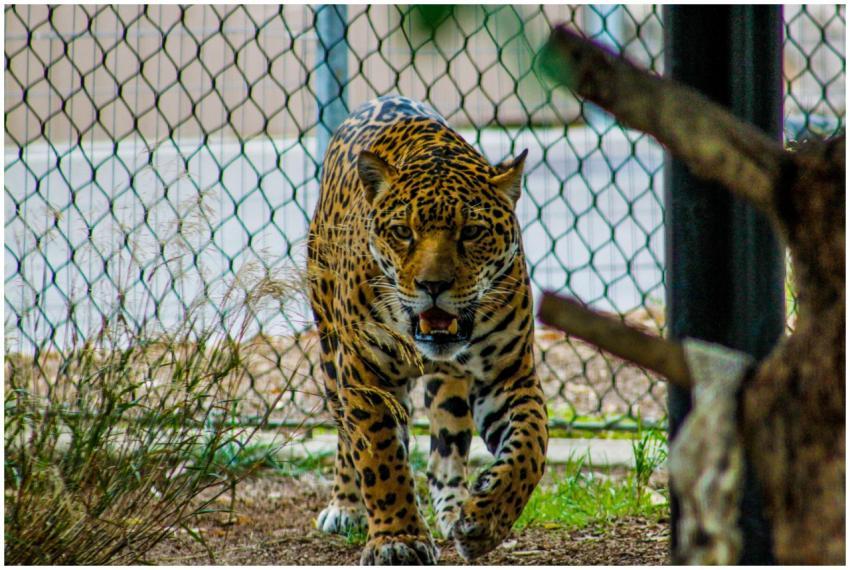 Close-up of a powerful jaguar in a zoo habitat, di