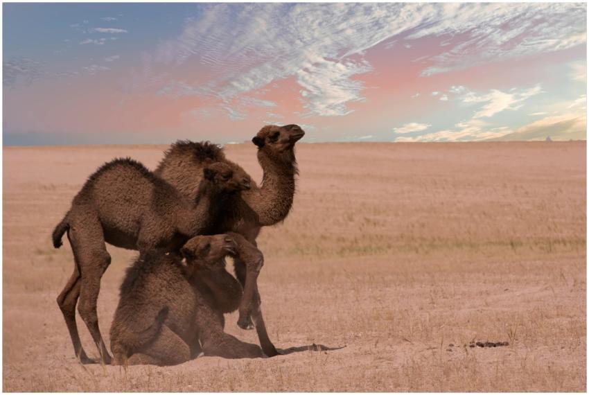 A trio of camels resting together in a wide open d