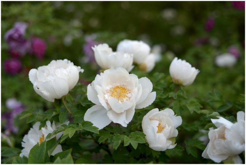 Close Up Blooming White