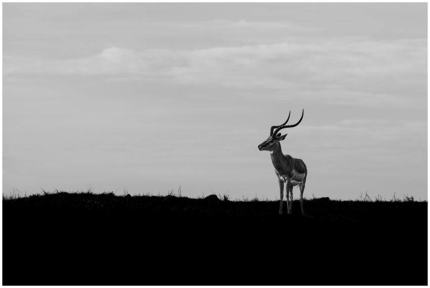 Silhouette of an antelope standing on a grassland