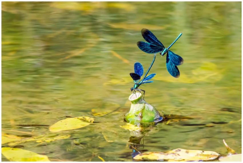 Macro shot of beautiful demoiselle damselflies (Ca