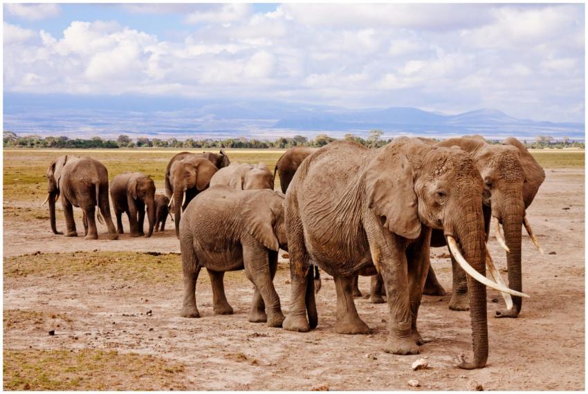 A majestic herd of African elephants in their natu