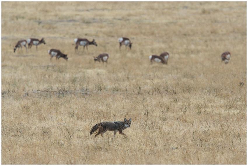 A coyote walks through a dry grassland with distan
