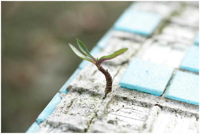 A sprout pushes through worn blue cement tiles, sy