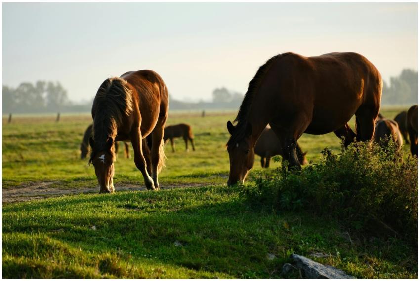 Two horses peacefully grazing on a lush green past