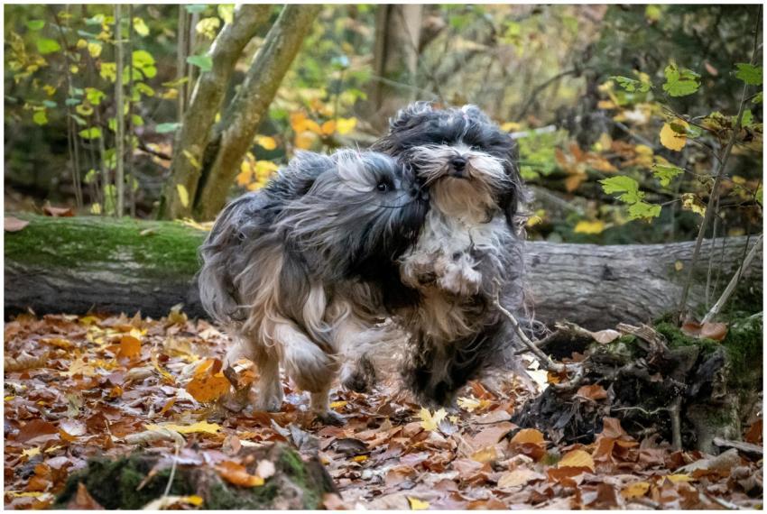 Shih Tzu Dog Running