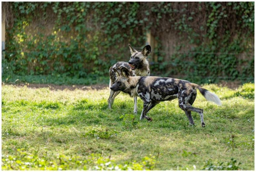 Two African wild dogs roaming in a grassy enclosur