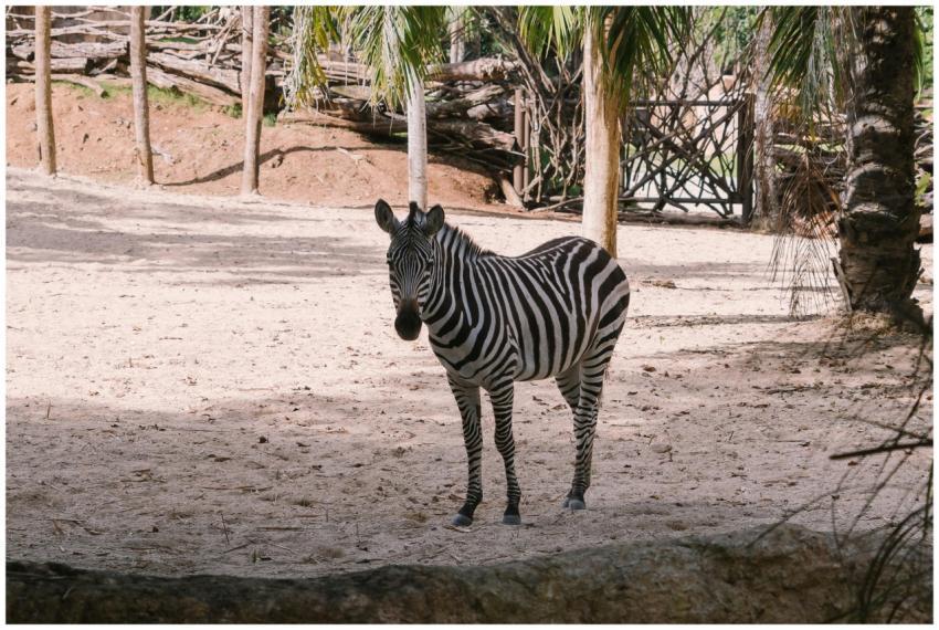 A zebra standing in a sunlit enclosure surrounded