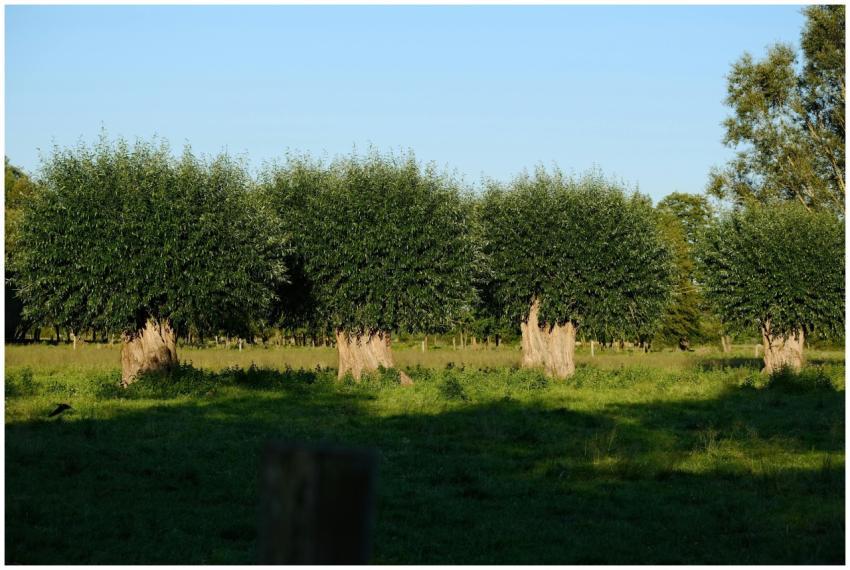 Lush green meadow featuring pollard willows under