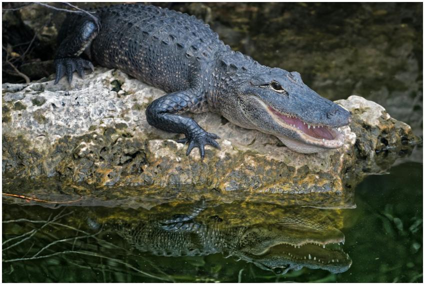 Close-up of an alligator resting on a rock, reflec