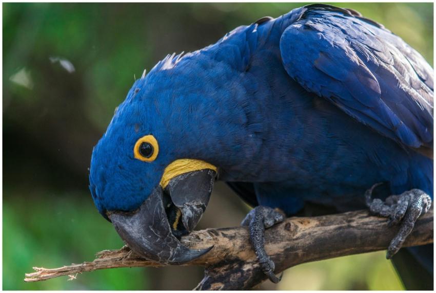 Close-up of a striking blue Hyacinth Macaw perched