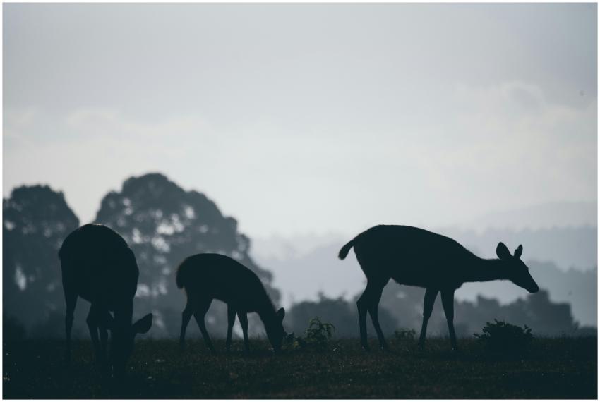 Three deer silhouettes grazing in a peaceful grass