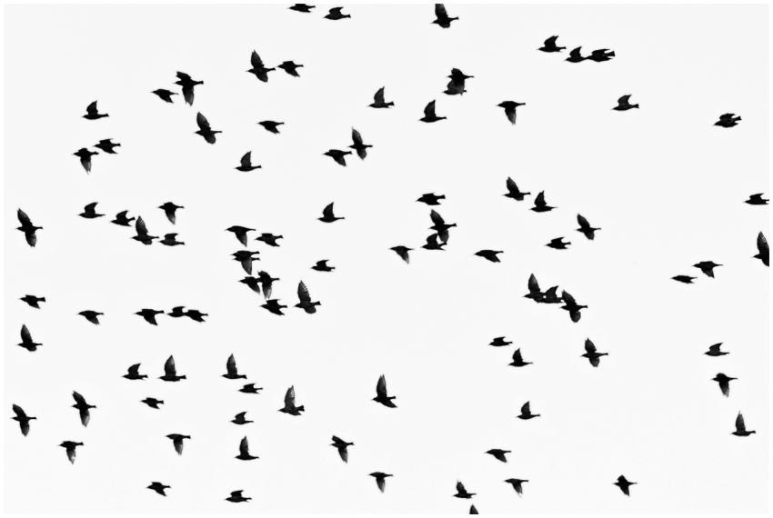 Artistic silhouette of birds in flight against a c