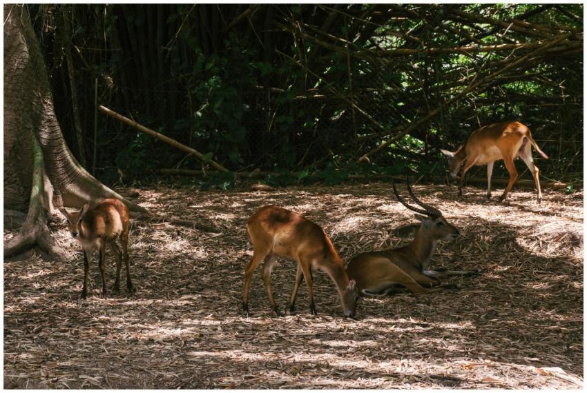 A serene scene of gazelles in a sunlit forest, sho