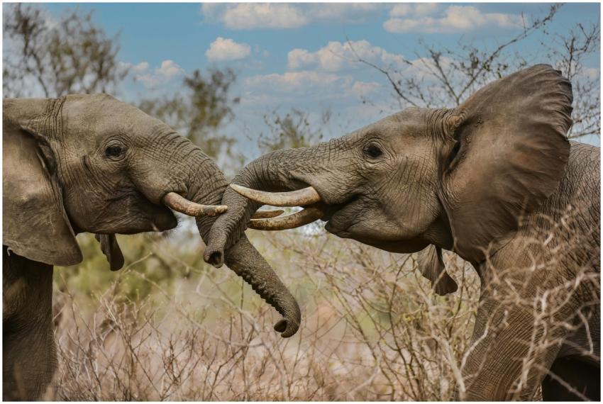 Two African elephants interacting with trunks in a