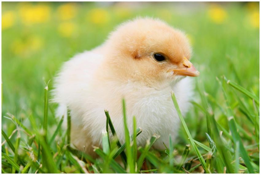 Cute fluffy chick enjoying springtime outdoors, id