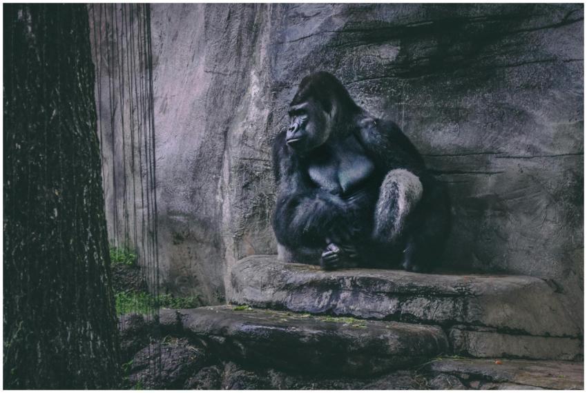 A contemplative gorilla rests against a rocky wall