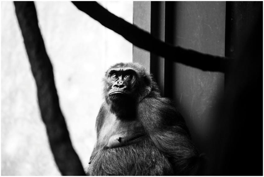 Black and white image of a gorilla at Chicago Zoo,