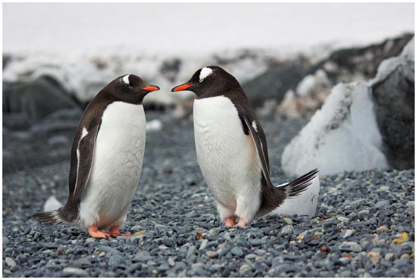 Two Gentoo penguins standing on a rocky Antarctic