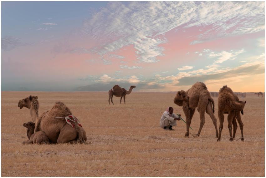A serene scene of camels and a person in a vast de