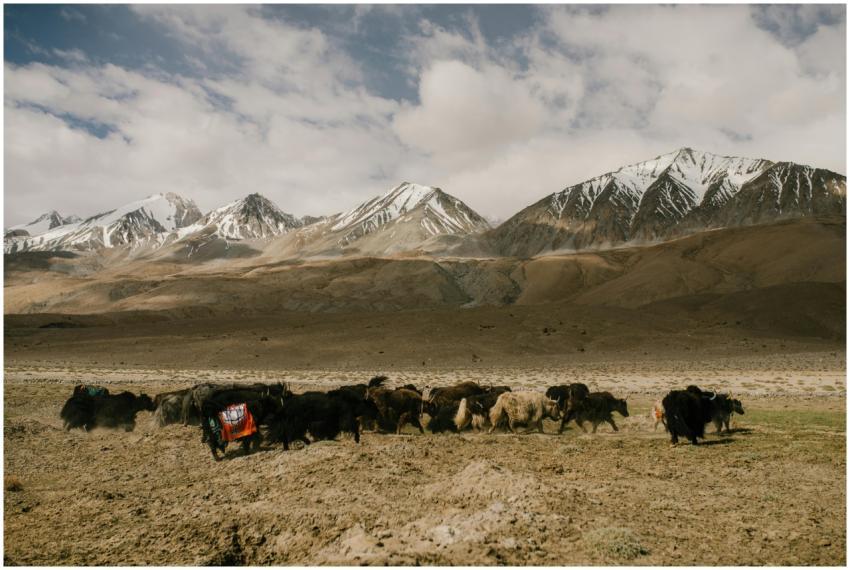 Yaks graze on a pasture with snowcapped mountains