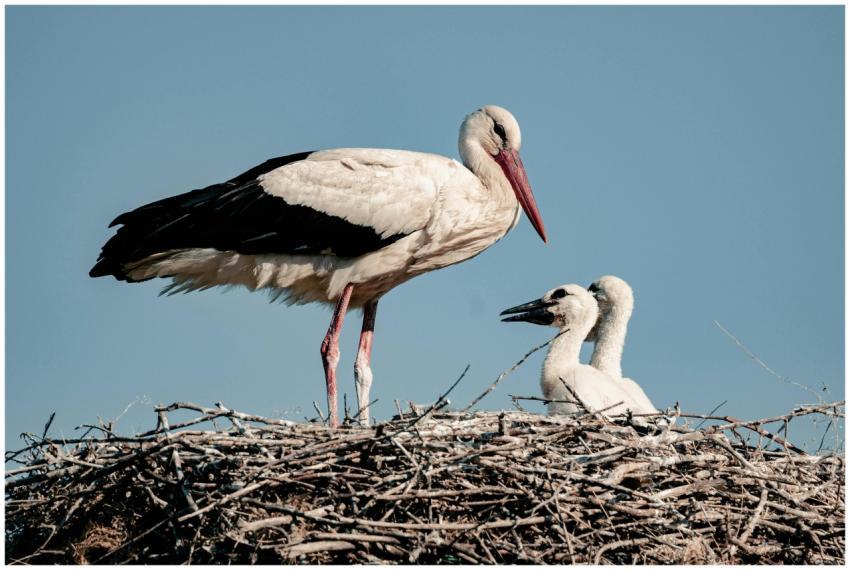 A serene image of a stork family with chicks in a