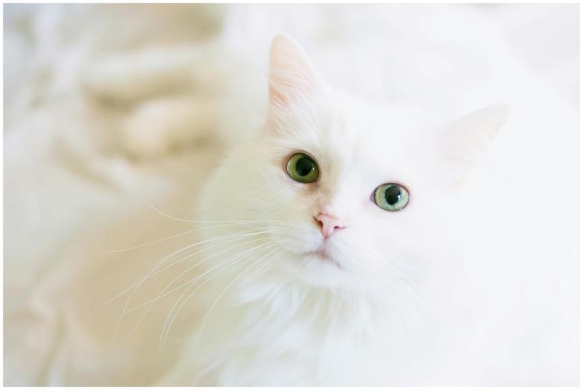 A cute white cat with bright green eyes gazes curi