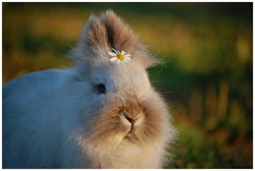 Close-up of a fluffy rabbit with a daisy on its he