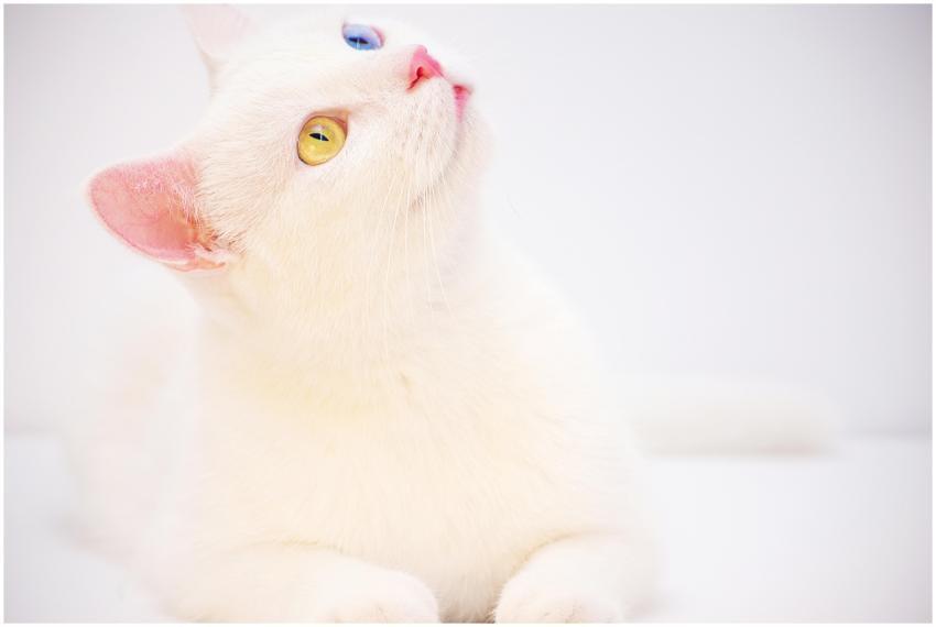 Adorable white cat with distinct heterochromia eye