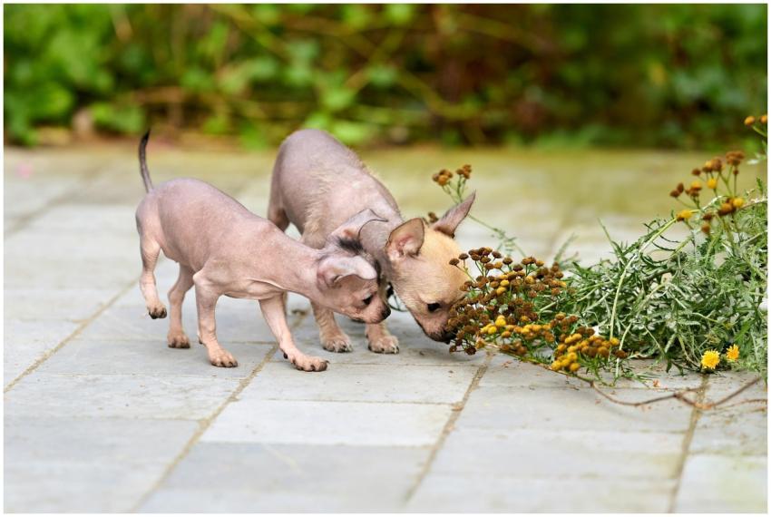 Free stock photo of animals, curiosity, cute
