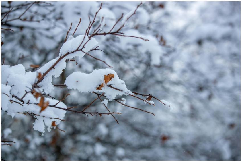 A close-up of snow-covered branches in a winter pa
