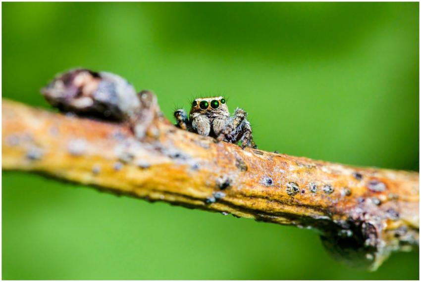 Close-up of a jumping spider on a branch with a vi