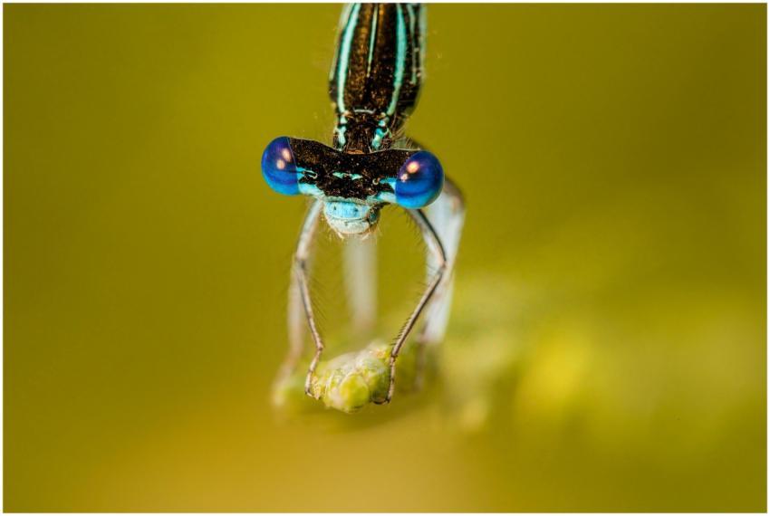 Close-up of a blue-eyed dragonfly perched on a pla