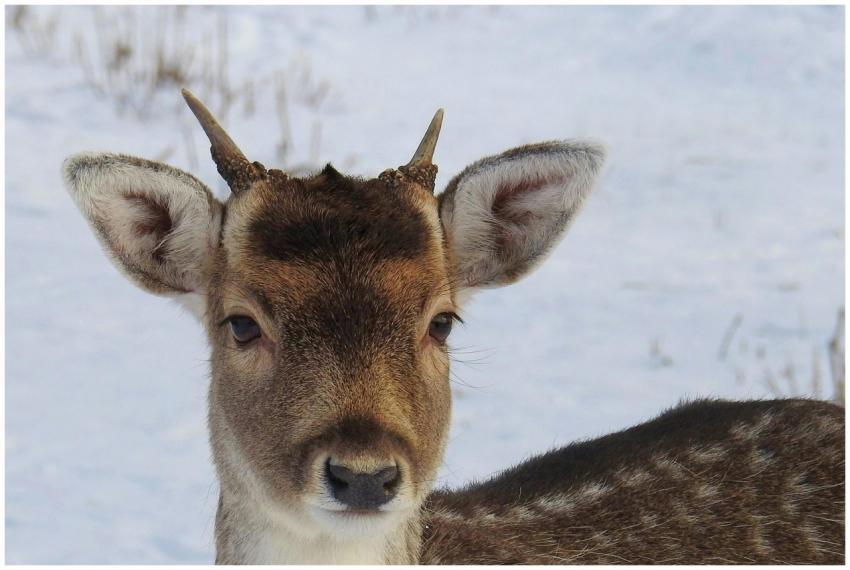 A young fallow deer in crisp winter snow, captured