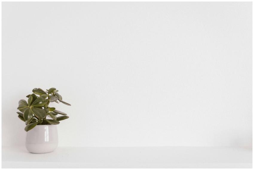 Elegant succulent plant in a white vase on a minim