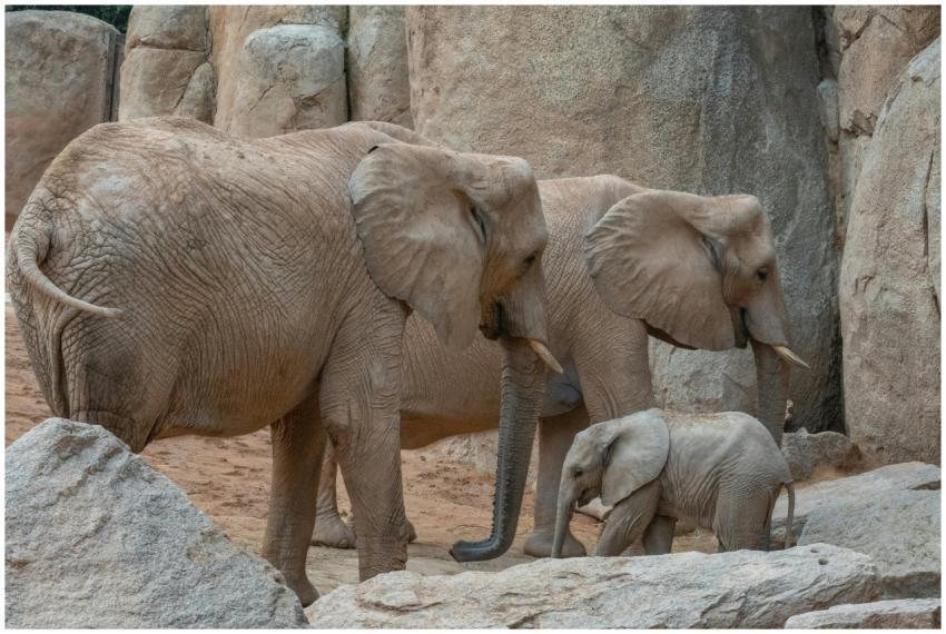 A family of African elephants, including a calf, s